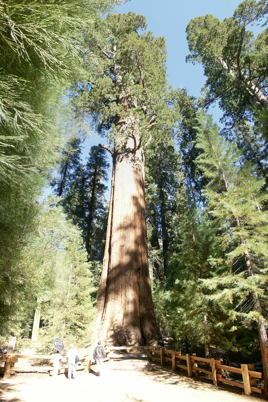  p>雪曼将军树(general sherman tree)是世界上最大的树,通常也被认为