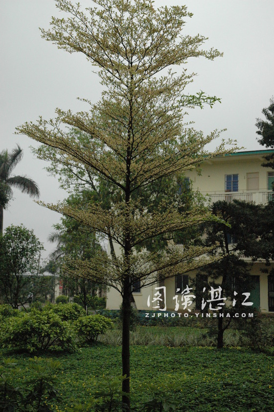 无托叶,有小叶(2~)3~4对.小叶纸质至坚纸质