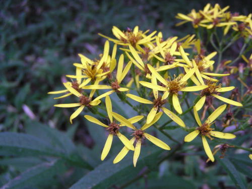 是菊科千里光属多年生草本植物,包括麻叶千里光( 又称宽叶返魂草)