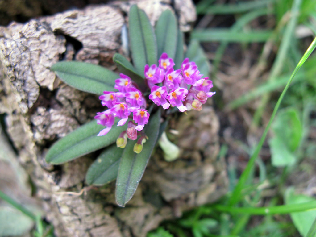  p>圆叶匙唇兰(学名: i>schoenorchis tixieri /i>  (guillaum.