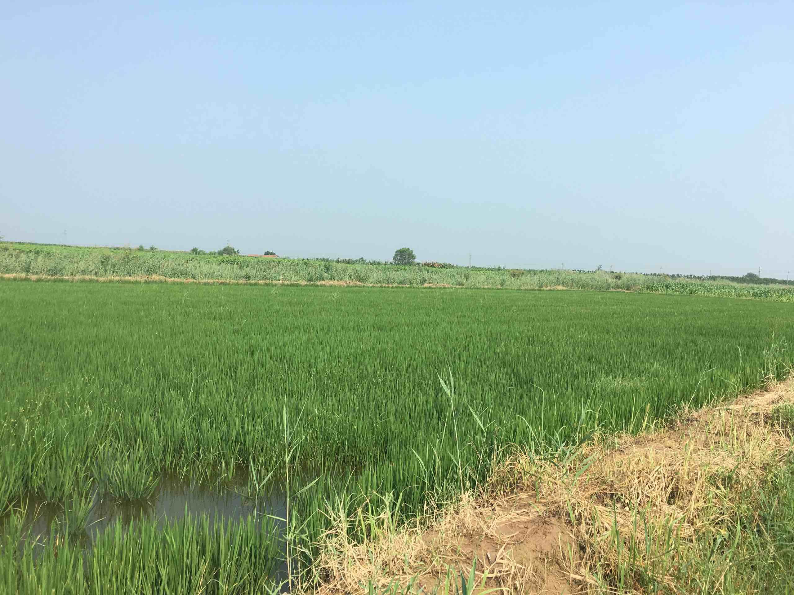 data-lemmaid="1180844">台田 /a>,排水沟道与鱼塘等其他农业生长机制