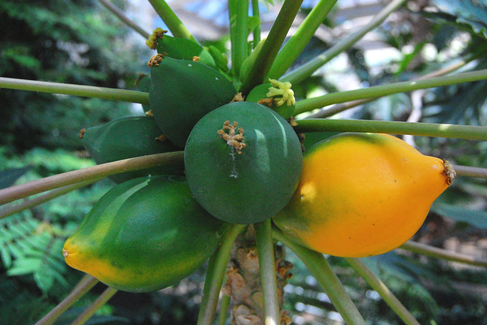  p>番木瓜(学名: i>carica papaya /i> l.