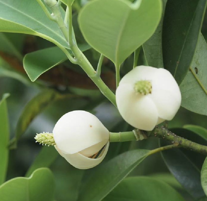  p>石碌含笑(学名: i>michelia shiluensis  /i>chun et y. f.