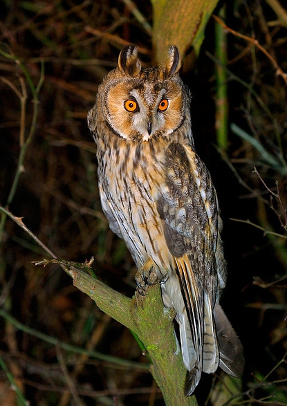  p>长耳鸮(学名: i>asio otus /i>),耳羽簇长,位于头顶两侧,竖直如耳.