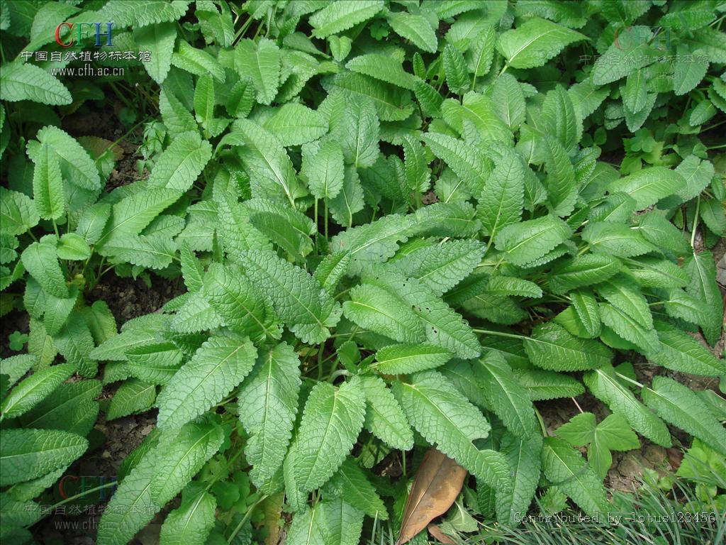 " data-lemmaid="3514470">多年生草本 /a>,高50一100厘米;根茎纤维状