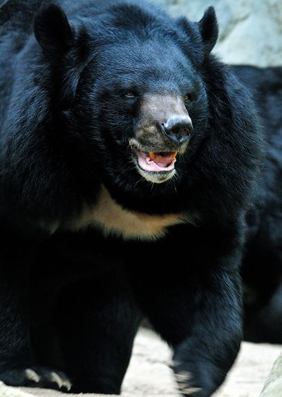 asiatic black bear