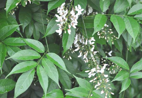  p>毒鱼藤,中药名.为豆科植物中南鱼藤 i>derris fordii /i> oliv.