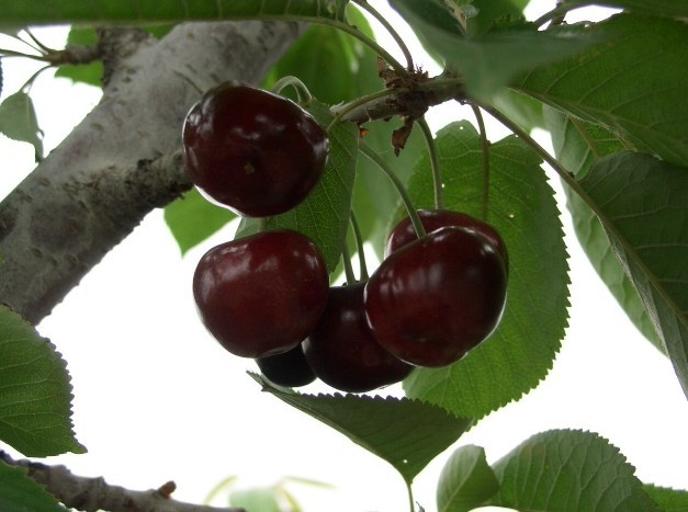 id="gnwn76l9l3">大紫(black tartarian)又名大叶子,大红袍,大红樱桃