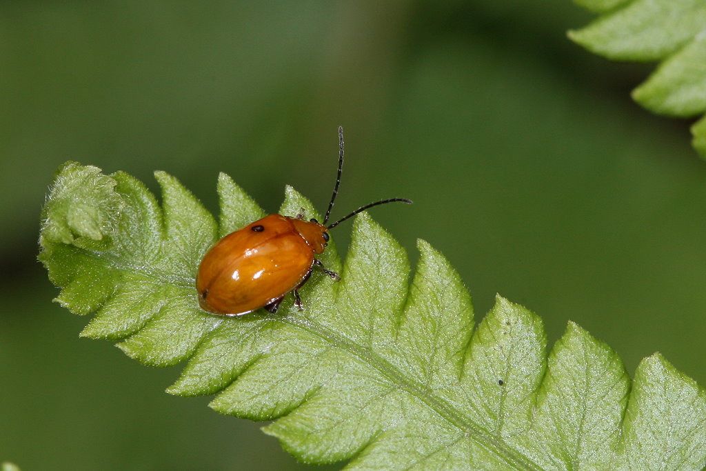 莲藕食根金花虫