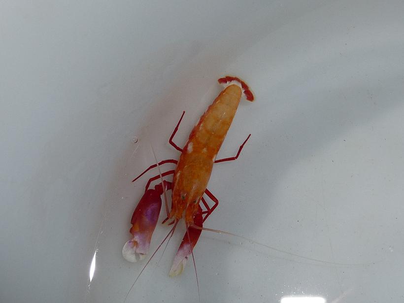 老虎枪虾