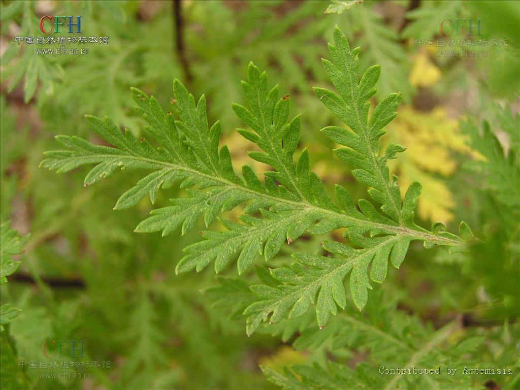 artemisia sacrorum var. incana