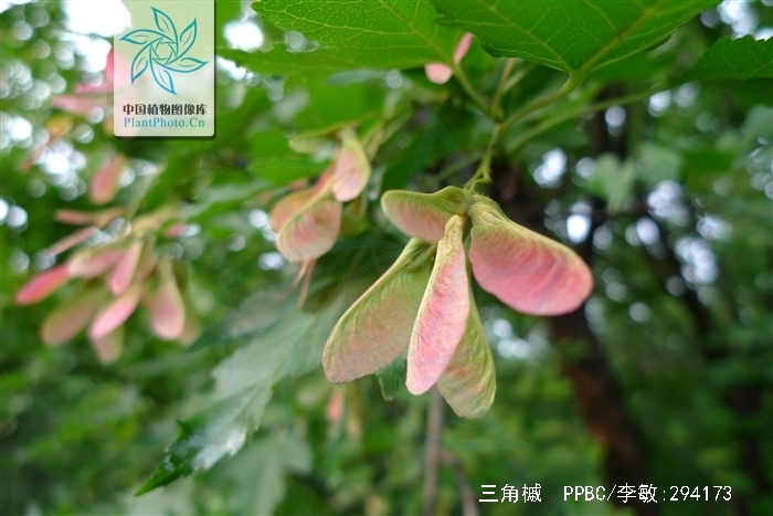  p>三角槭,别名: a target="_blank" href="/item/三角枫/3060892"