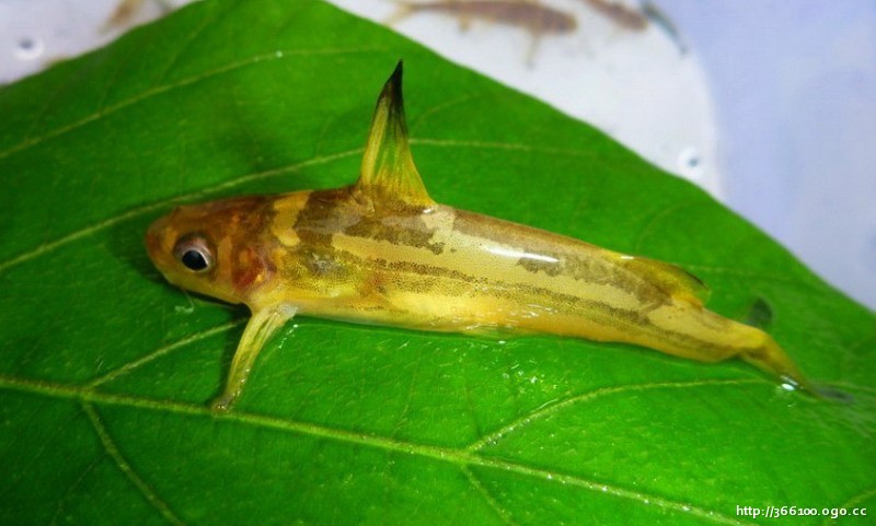  p>纵带鮠( i>leiocassis argentivittatus /i> (regan,1905))是鲿科