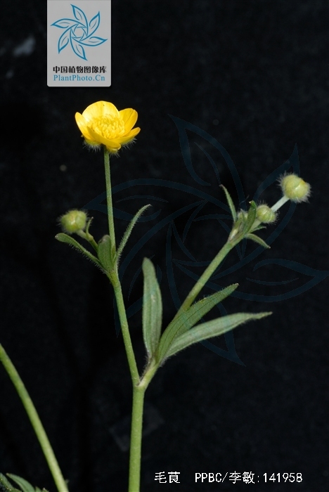 是毛茛科毛茛属植物.