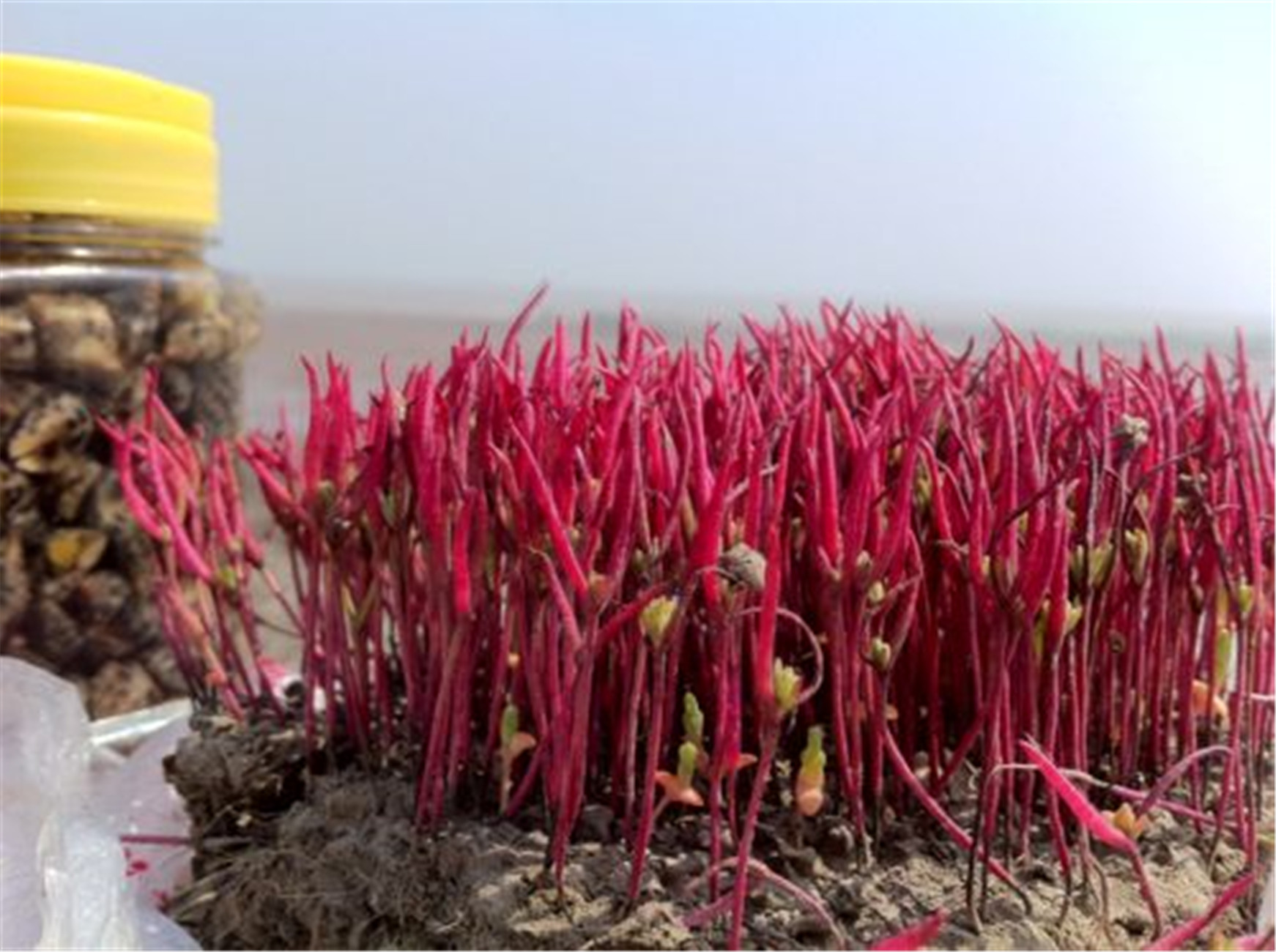  p>盐角草(学名: i>salicornia europaea /i> l.