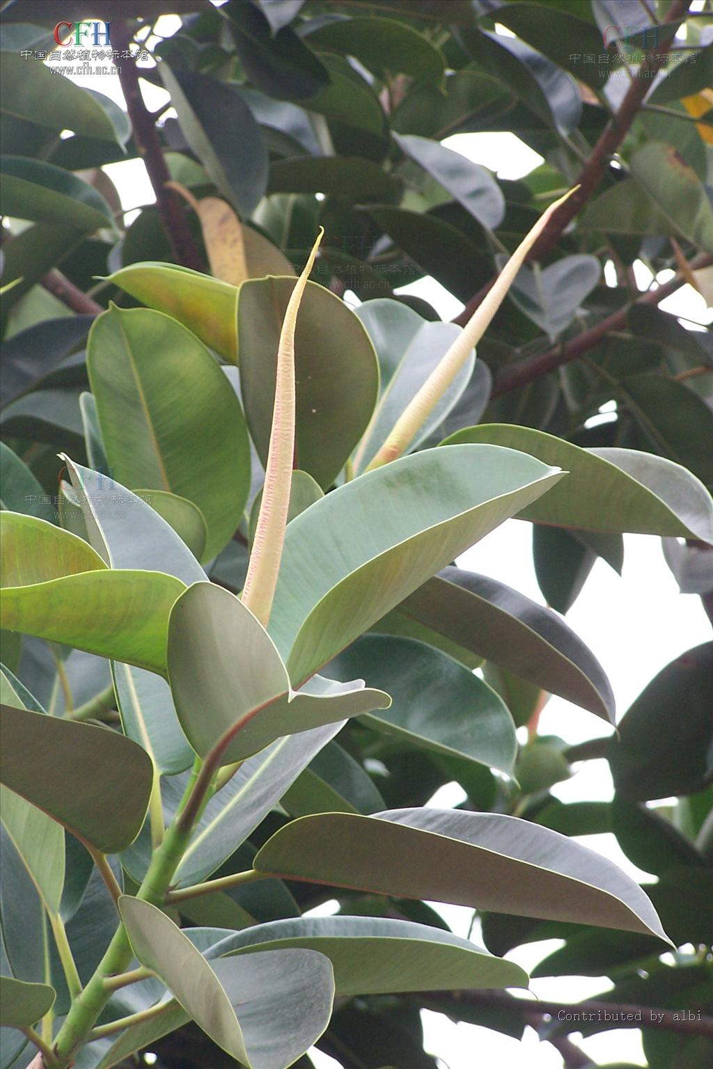 ficus elastica roxb. ex hornem.