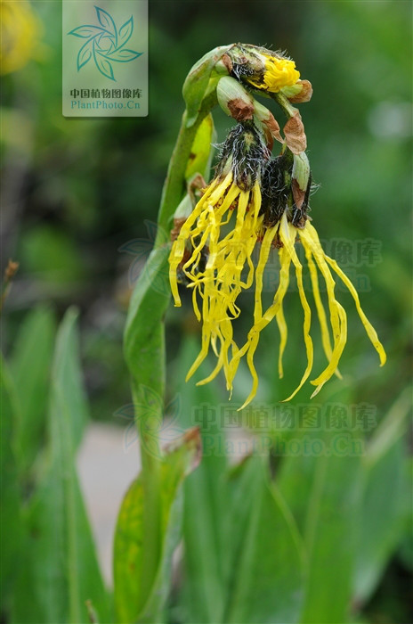 cremanthodlum stenactinium