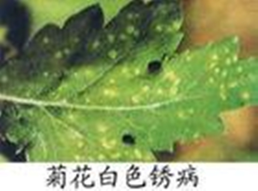 菊花白色锈病