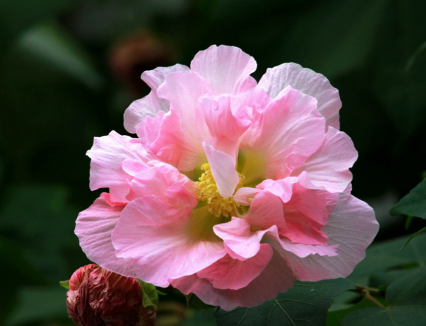 以农历中的十二个月令的代表花,于是十二月令花神的传说最令人神往