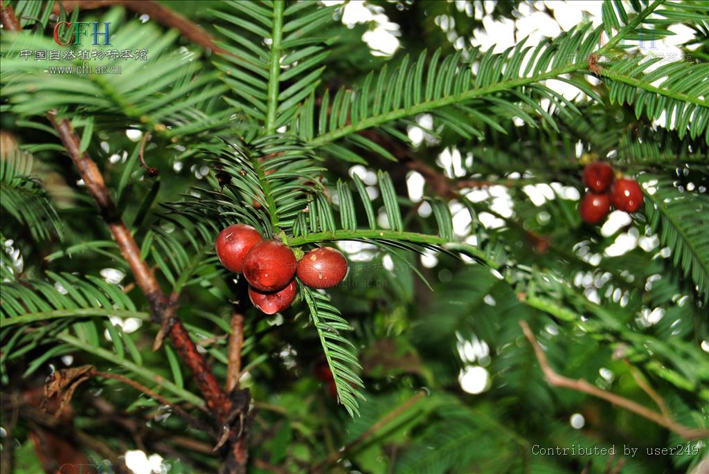  p>粗榧(学名: i>cephalotaxus sinensis /i> (rehd. et wils.