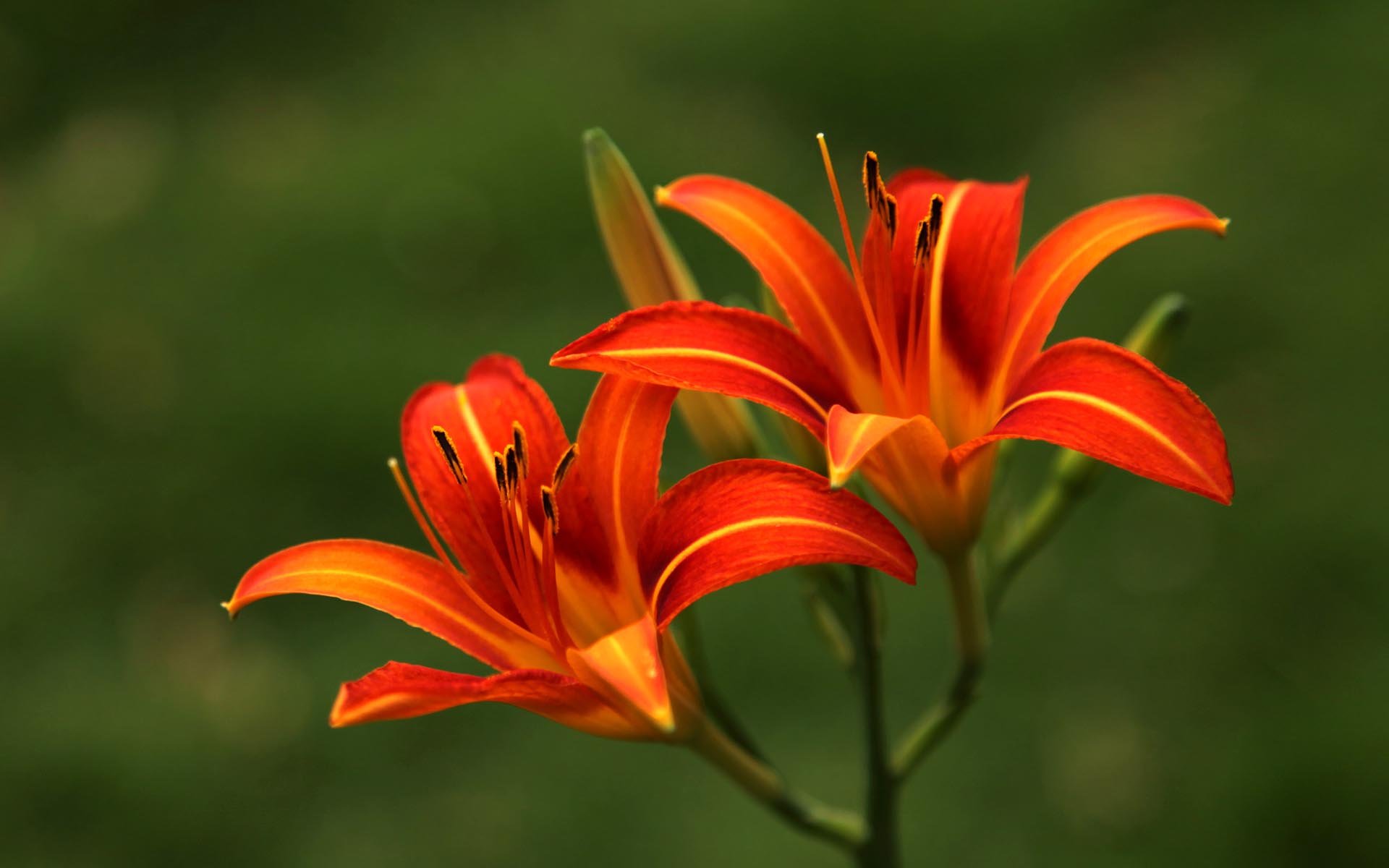  p>小萱草(学名: i>hemerocallis dumortieri /i> morr.