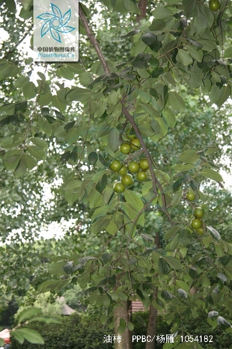  p>油柿,拉丁学名:diospyros oleifera cheng,别名漆柿,青椑,乌椑