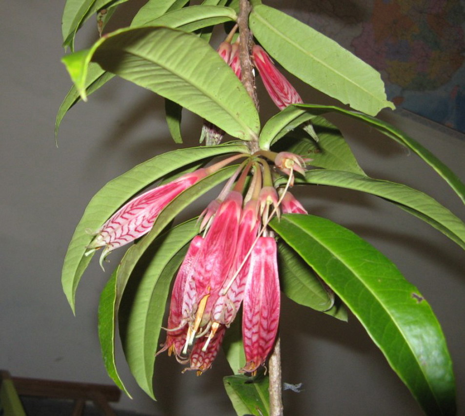  p>沧源树萝卜(学名: i>agapetes inopinata /i> airy-shaw)是杜鹃花