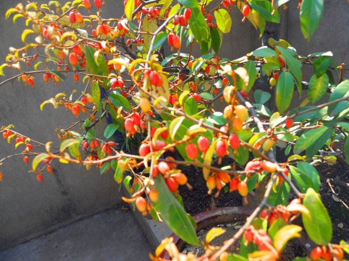  p>密花胡颓子(学名: i>elaeagnus conferta /i> roxb.