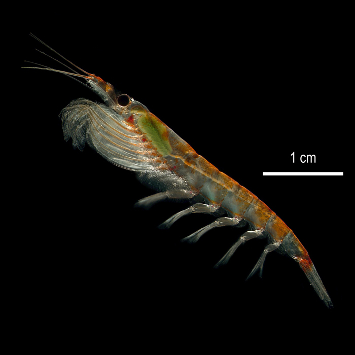  p>南极磷虾(学名: i>euphausia superba /i>)是磷虾科,磷虾属虾类.