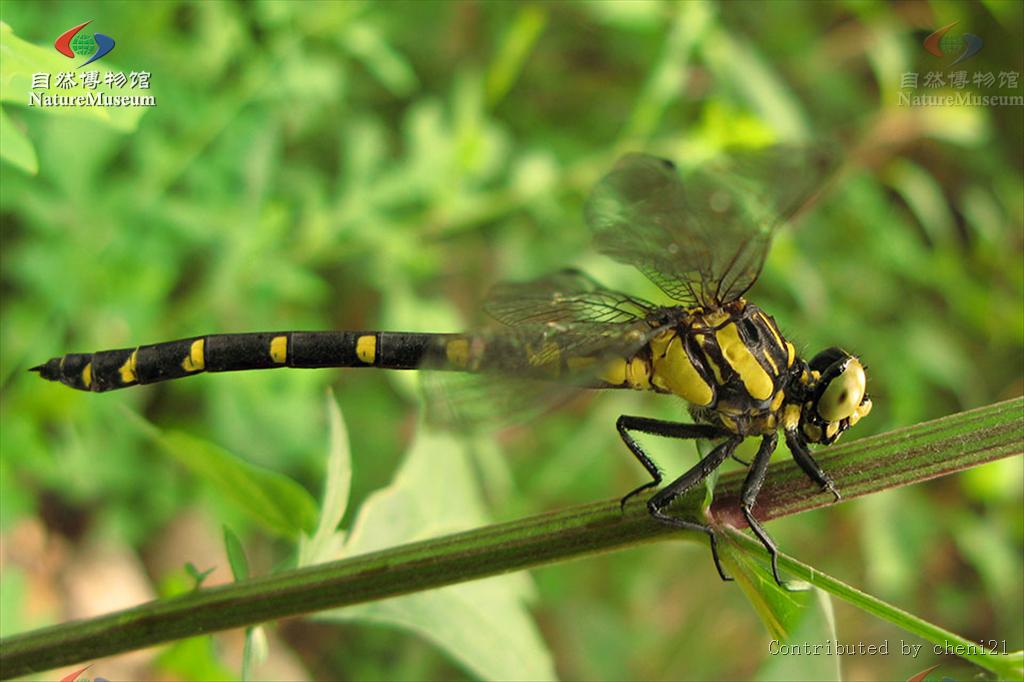 春蜓(学名: i>dubitogomphus bicornutus /i>)是春蜓科,戴春蜓属昆虫