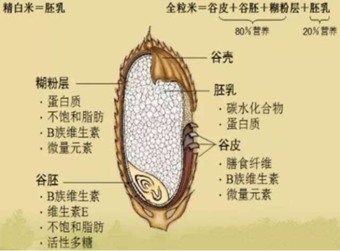 种子，像阳光、空气和水一样重要_百科TA说