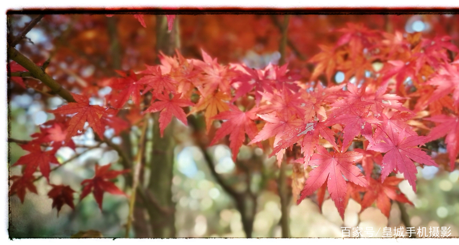 金秋枫叶情 图文赏读 百科ta说