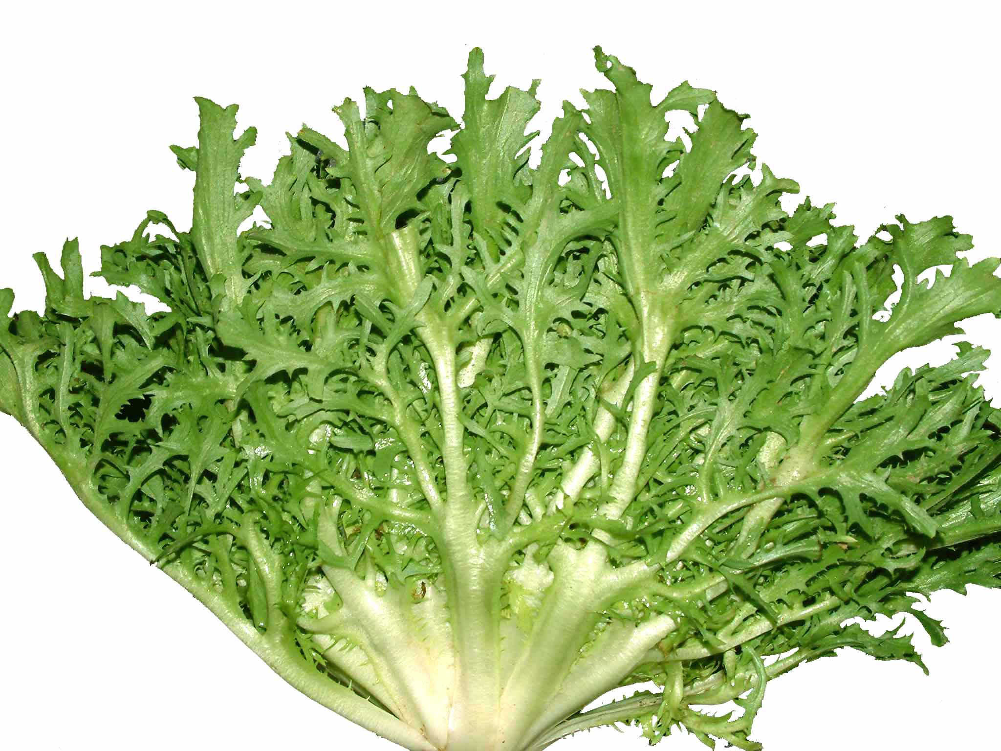 苦麦菜