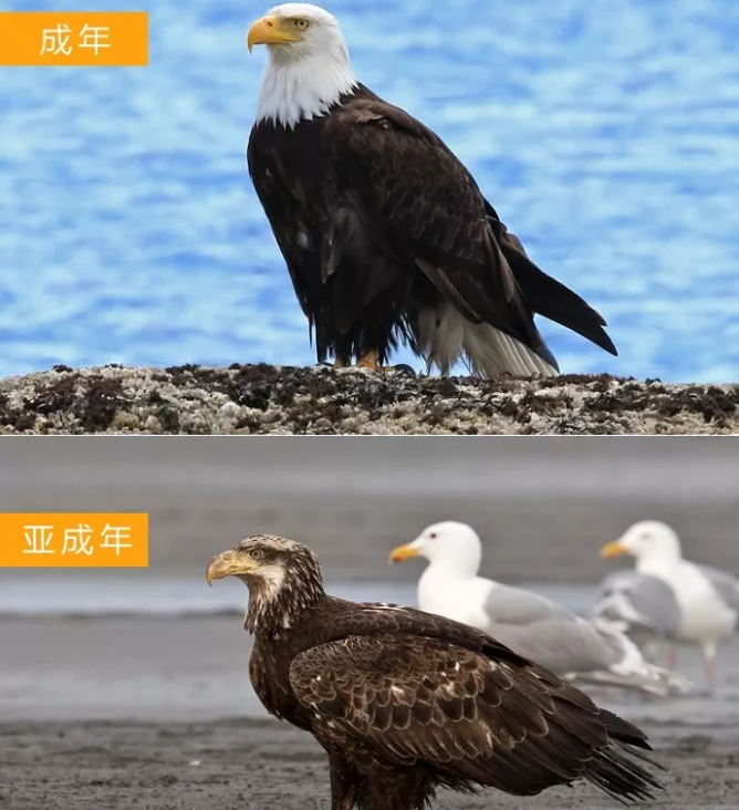 白头海雕是什么样的神奇动物？_百科TA说