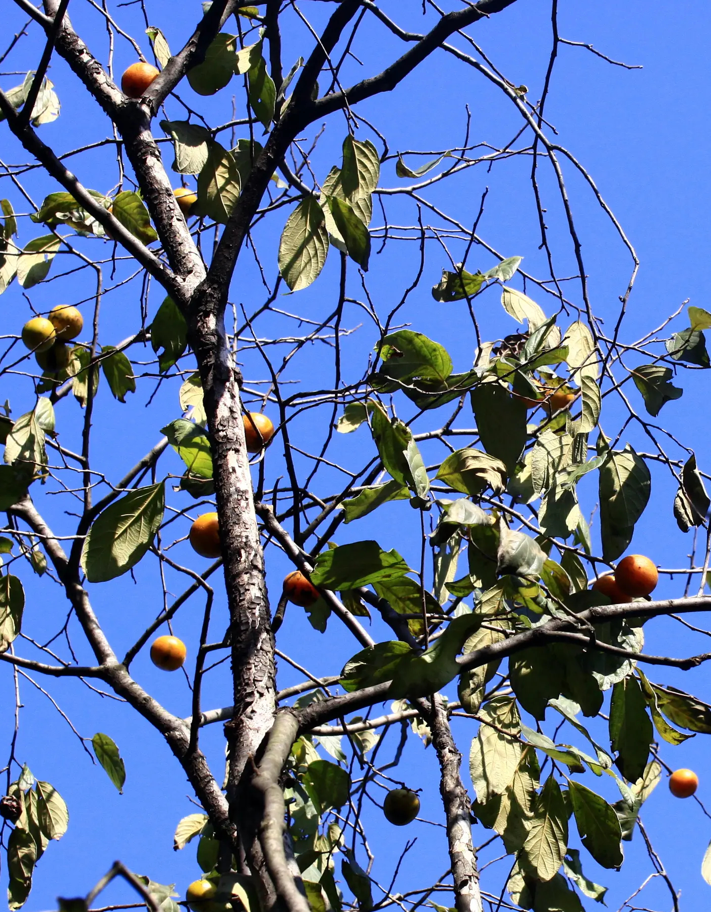 柿科(ebenaceae gürke)是杜鹃花目