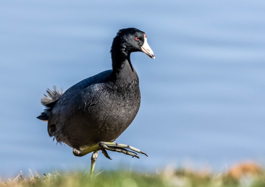  p>美洲骨顶(学名: i>fulica americana /i>):是鸟纲,鹤形目,秧鸡科的