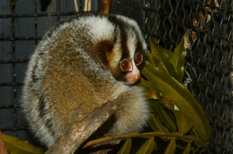 p>加里曼丹蜂猴(学名: i>nycticebus borneanus /i>):是灵长目,懒猴科