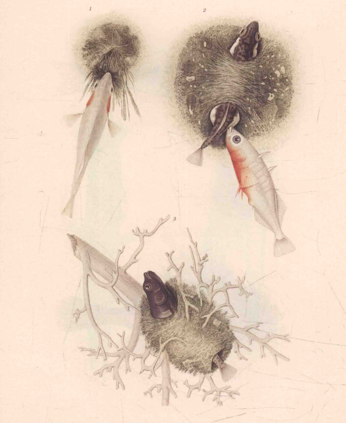  p>三刺鱼(学名: i>gasterosteus aculeatus /i>)是刺鱼科,刺鱼属的一