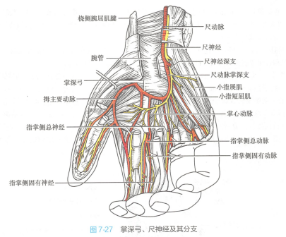 手指（人体器官）_百度百科