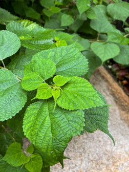 苎麻（荨麻科苎麻属植物）_百度百科