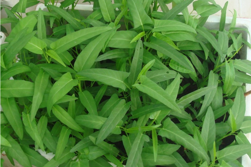  p>短梗柳叶菜(学名:epilobium royleanum)是柳叶菜科柳叶菜属植物
