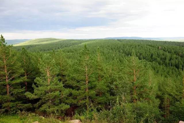 红花尔基林业局国家樟子松良种基地