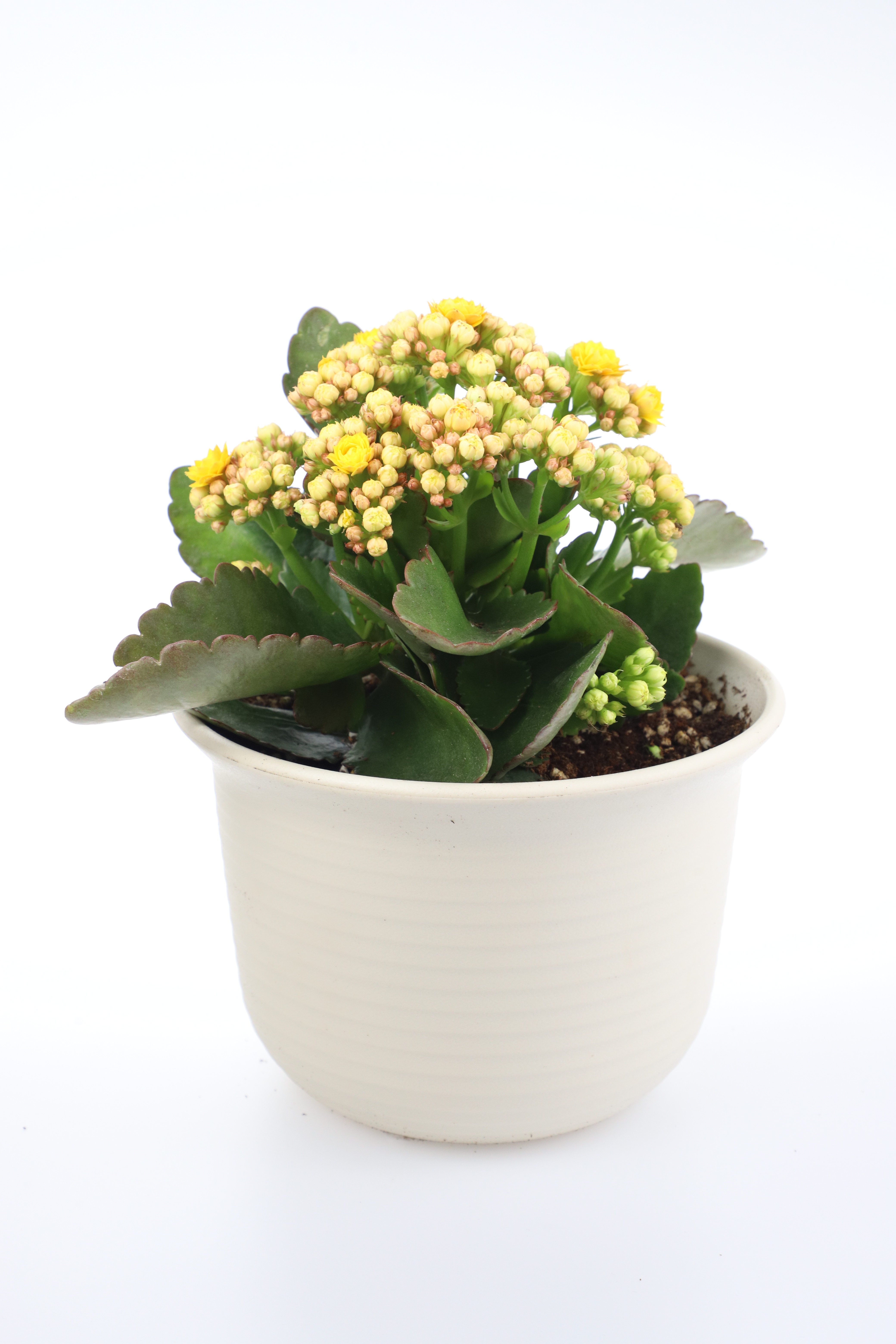  p data-id="gncehevoev">长寿花(学名: i>kalanchoe blossfeldiana 
