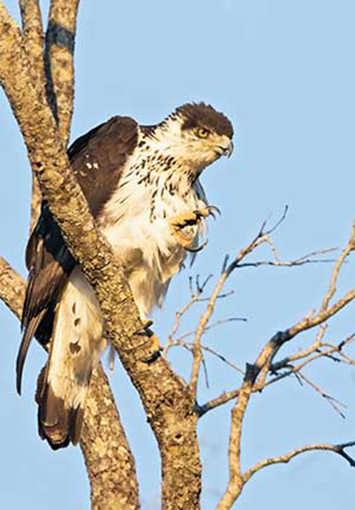  p>非洲雕(学名: i>aquila spilogaster /i>):是鹰科,雕属的猛禽.