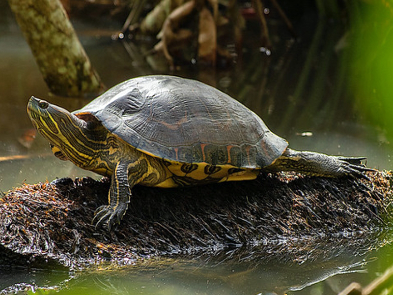 彩龟(学名: i>trachemys venusta /i>):泽龟科,彩龟属下的一种淡水龟