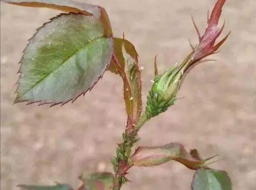 花卉生虫子，学会8种驱虫“小方法”，轻松预防虫害，不污染环境_