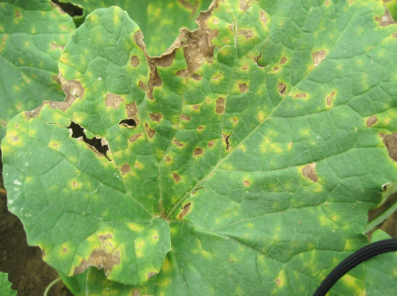  p>甜瓜细菌性角斑病是由丁香假单胞杆菌黄瓜角斑病致病型引起的,发生