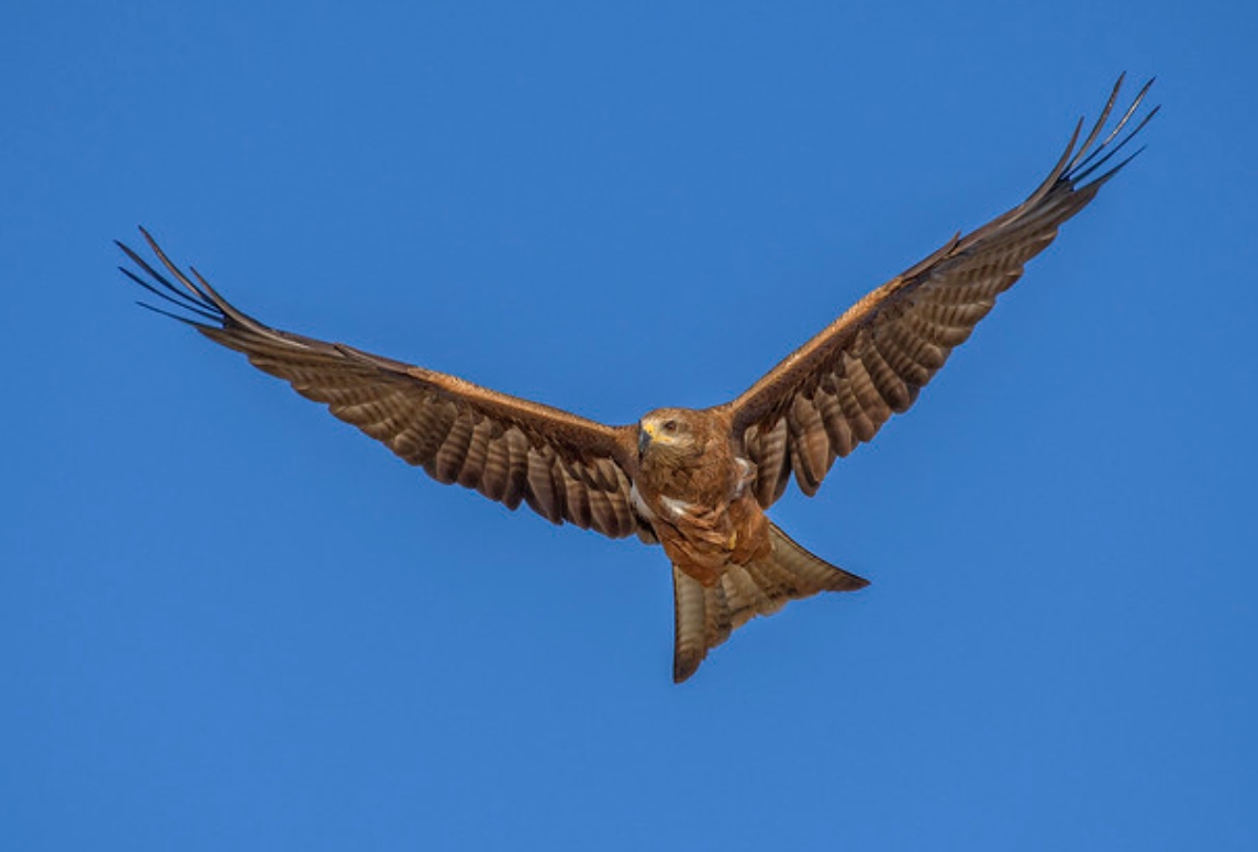  p>方尾鸢(学名: i>lophoictinia isura /i>):是鹰形目,鹰科,方尾鸢属