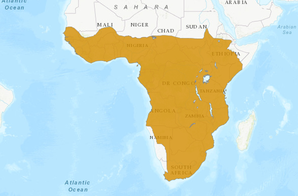  p>非洲水雉(学名: i>actophilornis africana /i>)又名非洲雉鸻,长脚