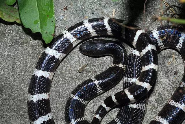  p>银环蛇(学名: i>bungarus multicinctus /i>)为眼镜蛇科环蛇属中等